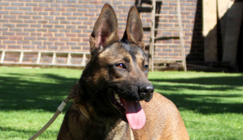 Malinois Femail Patrol Dogs Protection Dogs